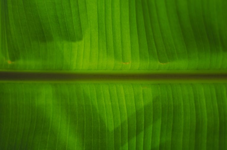 Développement durable en entreprise : coûts, bien-être, image.